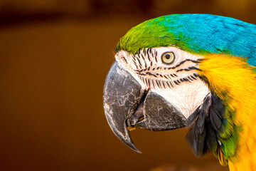 A closeup portrait of a Macaw parrot