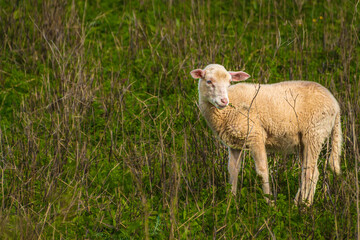 Naklejka premium One sheep grazing on in a grass field