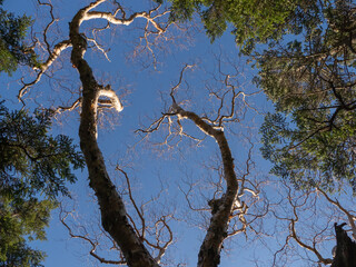 Loking up at the dead tree stretching up into the blue sky in autumn at Mt.Kobushigatake, Japan
