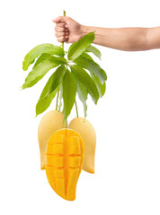 ripe mango isolated on white background, with clipping path, Sweet fruit concept, Fresh from garden