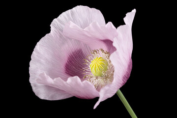 Flower of light purple poppy, isolated on black background