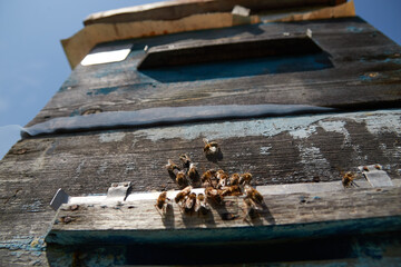 a swarm of bees flies near the entrance to the hive, working bees collect honey