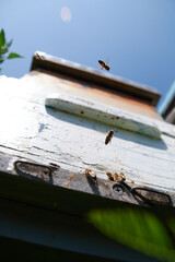 a swarm of bees flies near the entrance to the hive, working bees collect honey