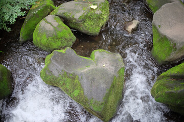 green moss on the rocks