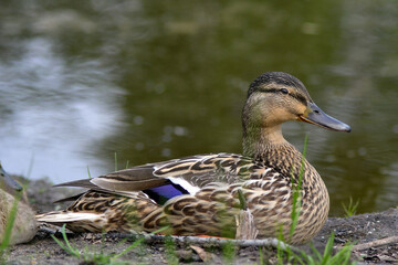 duck in the pond