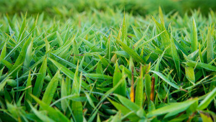 Bamboo leaves with dew drops in the morning