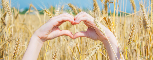 hands folded in the shape of a heart against the background of spikelets in a wheat field © x.marynka