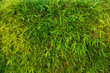 Bamboo leaves with dew drops in the morning