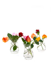 Minimalist composition of multicolored roses in glass vases on white background. Holiday Greeting Card. Copy space