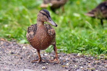duck in the park