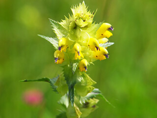Yellow flower of Greater Yellow-rattle