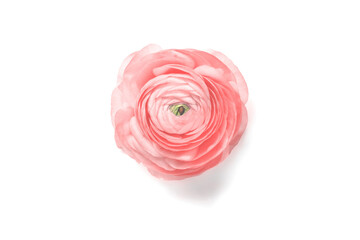 Pink ranunculus flower on a white background