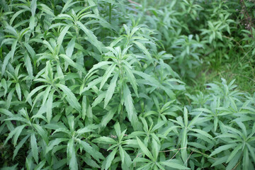 close up of fresh green grass