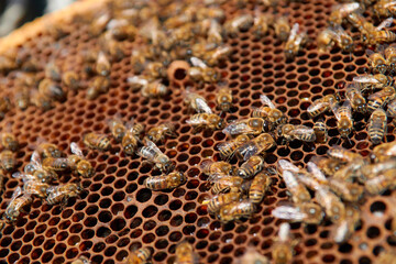 bees on a frame with honeycombs make honey from pollen