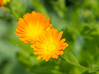 Yellow flowers of marigold, ruddles, common or Scotch marigold. Calendula officinalis