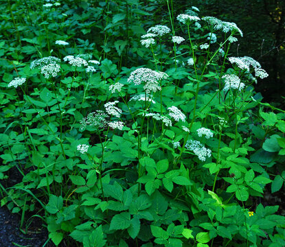 Gew&ouml;hnlicher Giersch, Aegopodium podagraria, goutweed; wild masterwort;