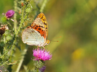 The cardinal butterfly, Argynnis Pandora, on a thistle flower
