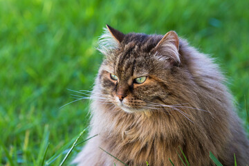 Naklejka na ściany i meble Siberian cat in relax in a garden, hypoallergenic pet of livestock