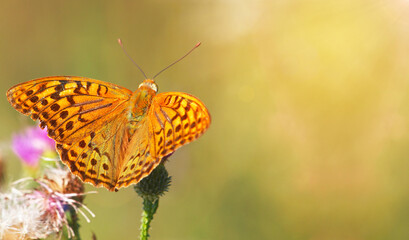 The cardinal butterfly, Argynnis Pandora, on a thistle flower
