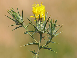 Yellow flower and buds of woolly distaff thistle, Carthamus lanatus
