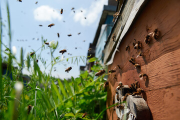a bee flies to the hive