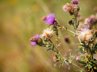 Spear thistle, Cirsium vulgare, with flower and fluffy seeds