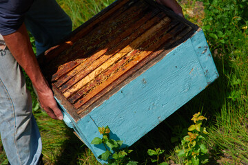 the beekeeper checks and maintains the hives with bees, holds the frame with the honeycomb in his hands for inspection