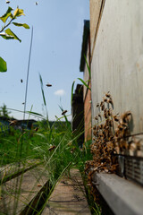 a swarm of bees flies near the entrance to the hive, working bees collect honey
