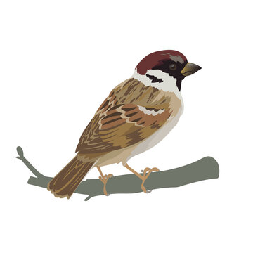 Realistic sparrow sitting on a branch. Colorful vector illustration of little bird sparrow in hand drawn realistic style isolated on white background. Element for your design, print, decoration.