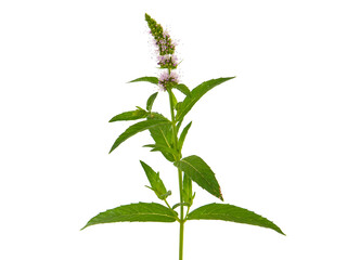 Horse mint blooming plant isolated on white