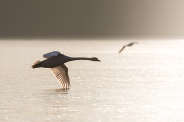 Lot łabędzia Cygnus olor nad zamarzniętym stawem