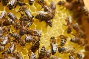 bees on a frame with honeycombs make honey from pollen