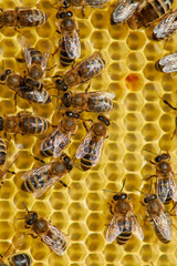 bees on a frame with honeycombs make honey from pollen