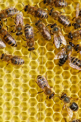 bees on a frame with honeycombs make honey from pollen