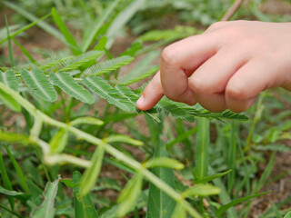 Little kid's hand touching leaves of sensitive plant ( Mimosa Pudica ) and making them fold up -...