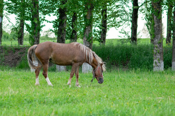 Silvery bay horse in a field on a paddock.
