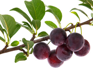 Mirabelle plum branch with red ripe fruits isolated on white 