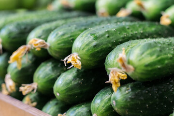 Close-up side view of cucumbers on supermarket shelf. Green agricultural vegetables lying in grocery. Vegan food, healthy eating, assortment, nutrition.