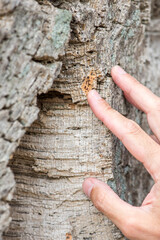 Human hand touching a cork oak from Tuscany, Italy