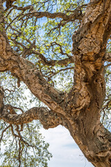 Fototapeta na wymiar Cork oak tree from Tuscany, Italy