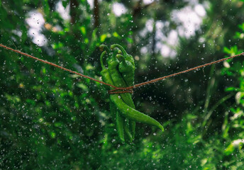 Green hot peppers tied up with a rope