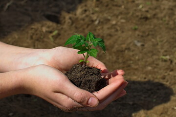 young tomato plant in hands