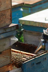 the beekeeper checks the hives and scatters the bees with smoke from the smoker