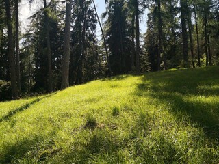 Forest Meadow