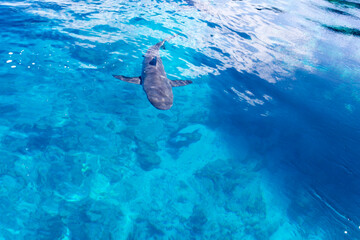 a shark close to our boat