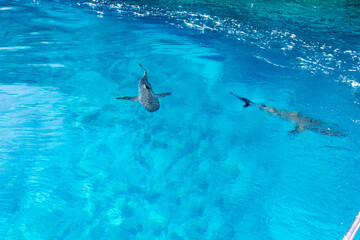 Obraz premium a shark close to our boat