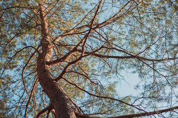 beautiful tall pine tree with sun rays on its trunk and blue summer sky at background