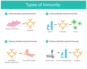Types of Immunity. Illustration for education medical use about types of human immunity from natural and And synthetic such as vaccine or serum.. - obrazy, fototapety, plakaty