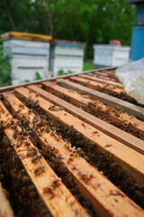 bees on frames with honeycombs close-up