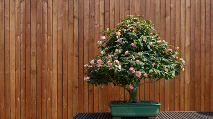Beautiful Bonsai potted plant against wooden background, rose flowerpot decorated outdoors summer.